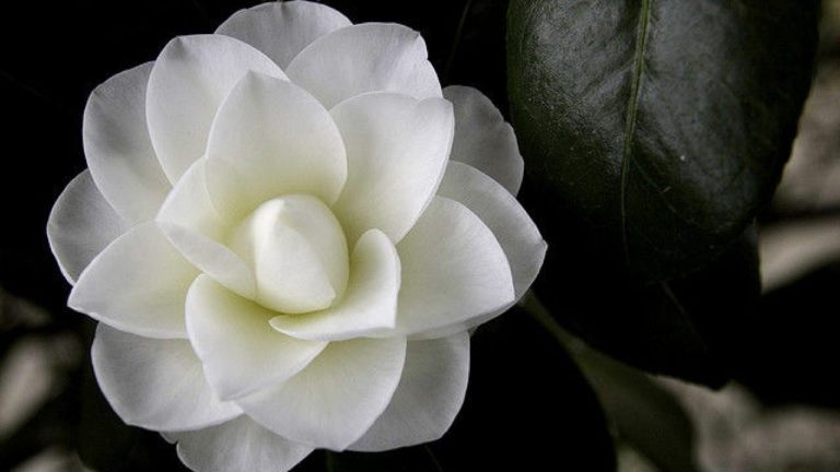 Para los amantes del Jardín: Hoy escribiré sobre camelias
