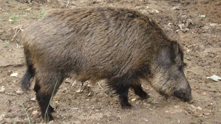 Detectaron casos de triquinosis en jabalíes cazados en La Pampa