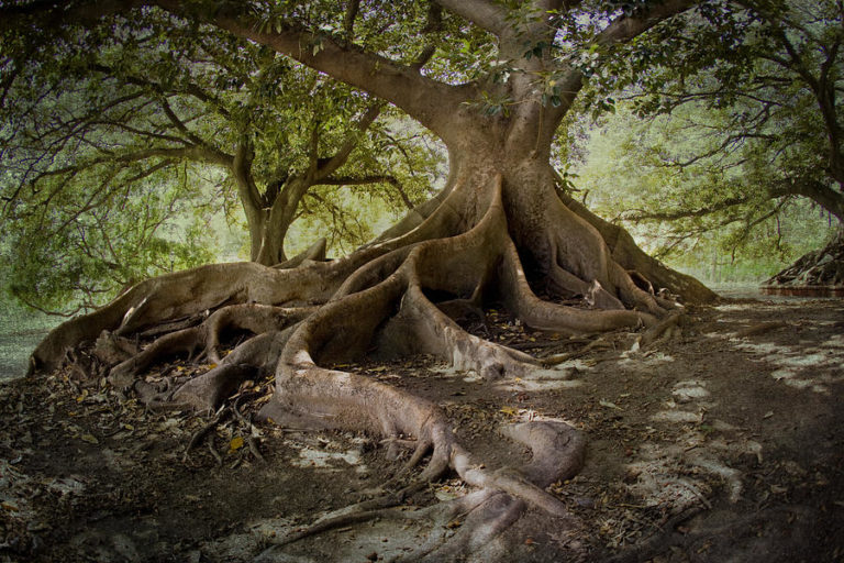 Para los amantes del Jardín: Hoy escribiré sobre el Ombú