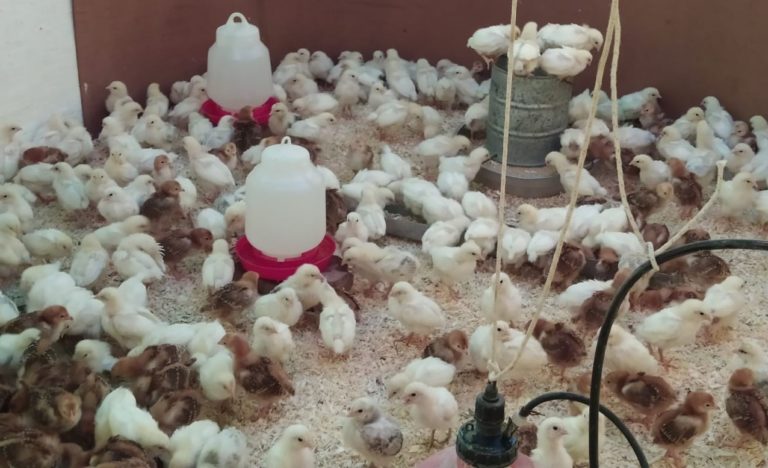 Municipios y comisiones de fomento de La Pampa ya pueden solicitar gallinas ponedoras