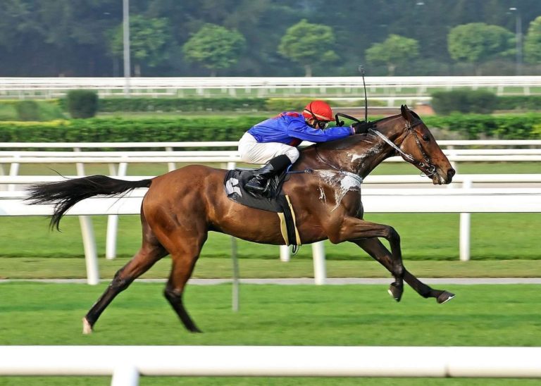 Neuquén: drogaron a un caballo para ganar una carrera pero murió al llegar a la meta