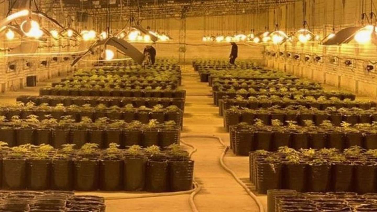 Descubrieron el invernadero de marihuana más grande de la Argentina