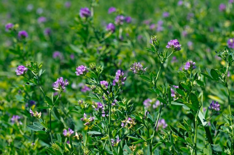 La Facultad de Agronomía realizará las Jornadas virtuales “Pasturas Perennes en La Pampa”