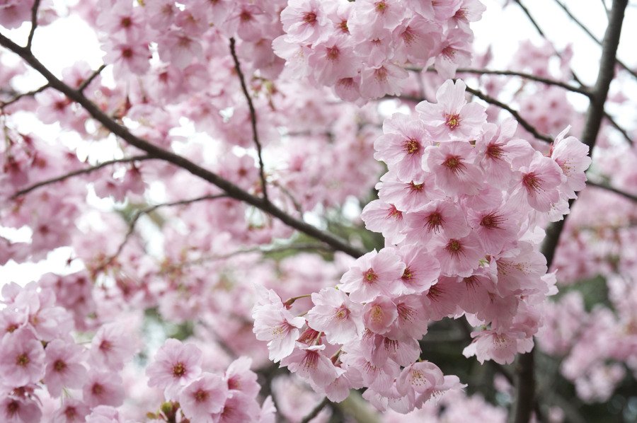 Para los amantes del Jardín: Hoy escribiré sobre el cerezo japonés “Sakura”