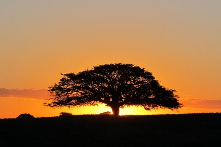 Desde Turismo impulsan la marca “La Pampa” como identidad cultural para productos, empresas y personalidades