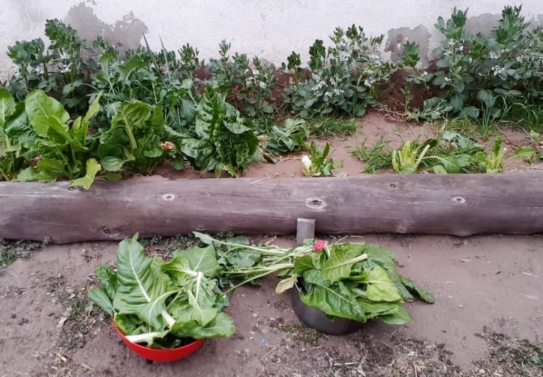 Mi Primera Huerta: Consejos para iniciar el cultivo de hortalizas