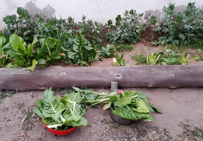 Mi Primera Huerta: Consejos para iniciar el cultivo de hortalizas