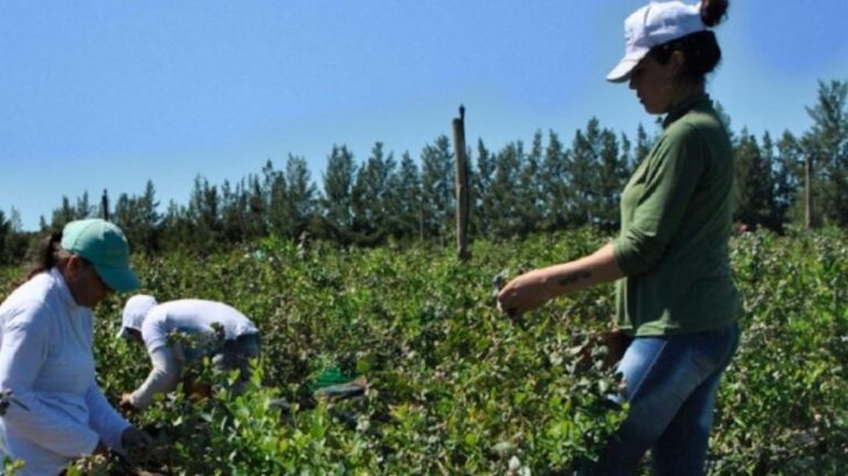 Quienes reciben planes sociales podrán trabajar en blanco en la cosecha sin perder sus beneficios