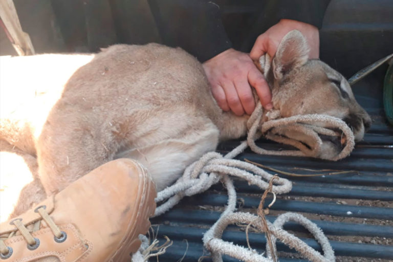 En General Pico, la policía atrapó un puma en el patio de una vivienda
