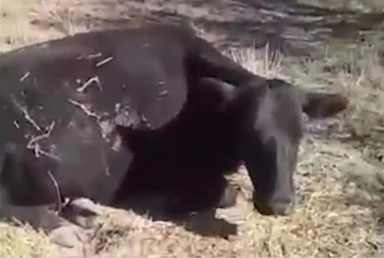 Productor pampeano grabó un video para mostrar que no puede salvar una vaca vieja que antes tenía como destino la faena para China