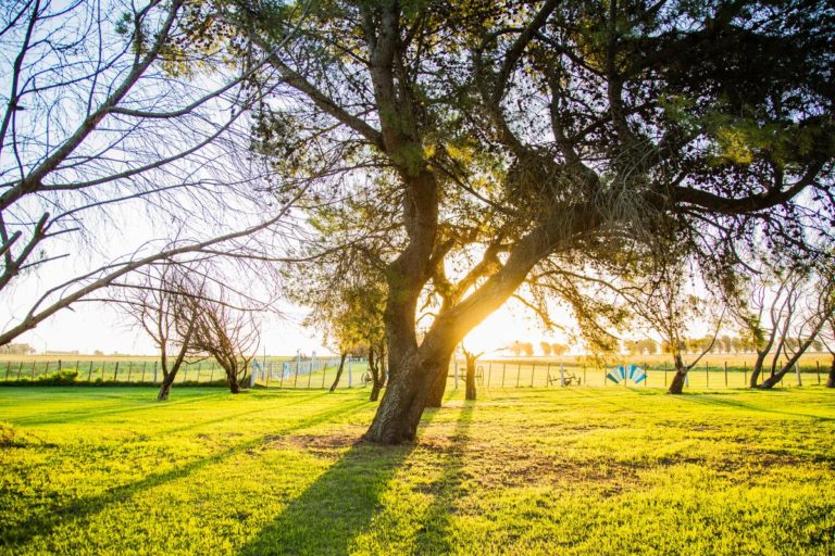 Viernes y Sábado soleado, con máximas de hasta 26 grados en General Pico y alrededores