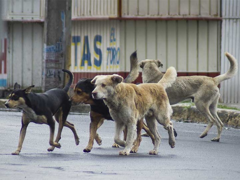 ¿Alguien se hace cargo?, una vecina de Pico fue atacada por 6 perros que había en la calle