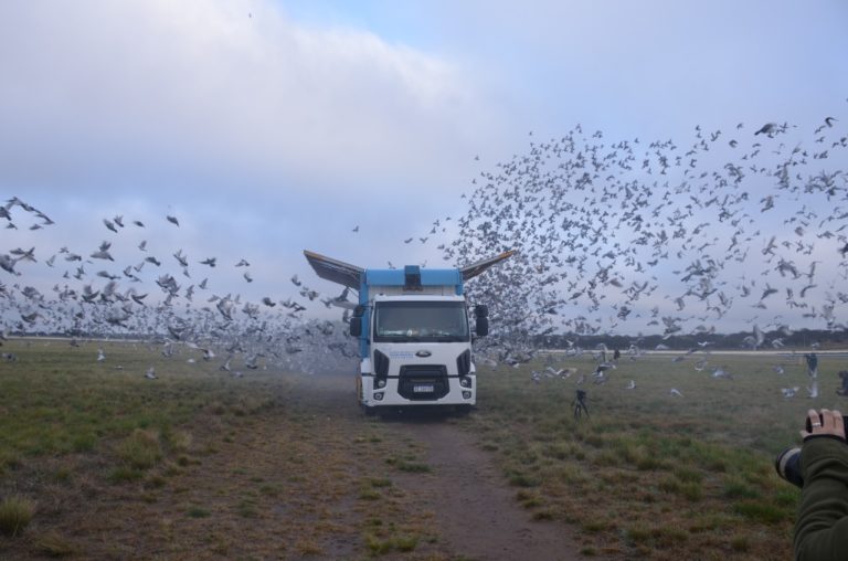 Soltaron 20.000 palomas mensajeras desde La Pampa