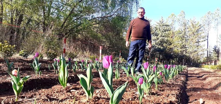 Sucede en La Pampa: comenzó la floración de más de 1000 tulipanes en 25 de Mayo