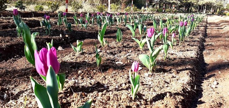 Floración de tulipanes en 25 de Mayo: “No hace falta mucho, hay que ponerse a trabajar y después la naturaleza te brinda cosas increíbles”, aseguró el productor a cargo