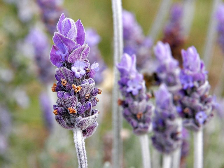 Para los amantes del jardín: hoy hablamos de LAVANDAS