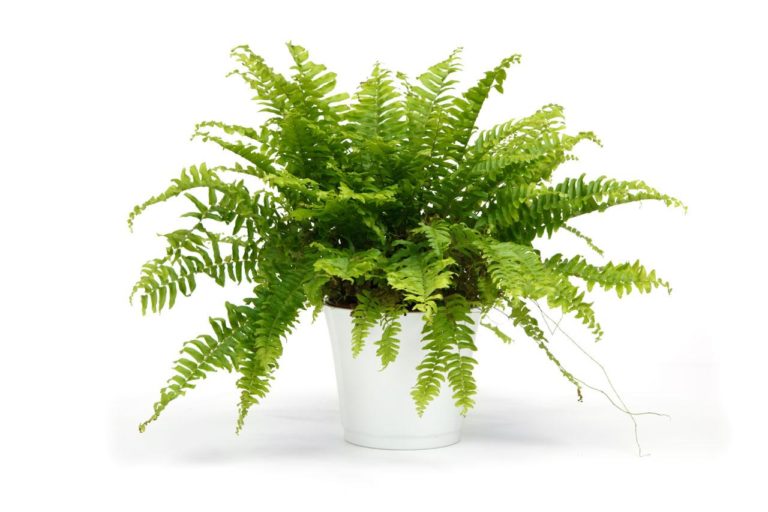 Para los amantes del jardín: hoy hablamos de Helechos Serrucho