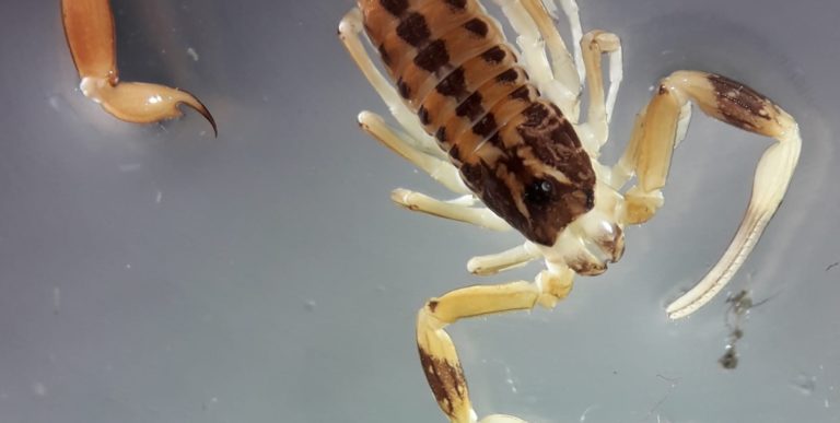 Hallan por primera vez una especie de escorpión venenoso en General Pico