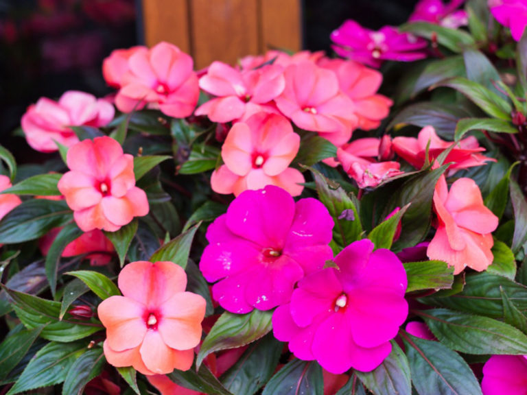 Para los amantes del jardín: hoy hablaremos de ALEGRIA DEL HOGAR