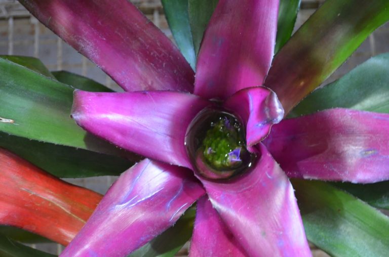 Para los amantes del Jardín: Hoy escribiré sobre NIDULARIUM