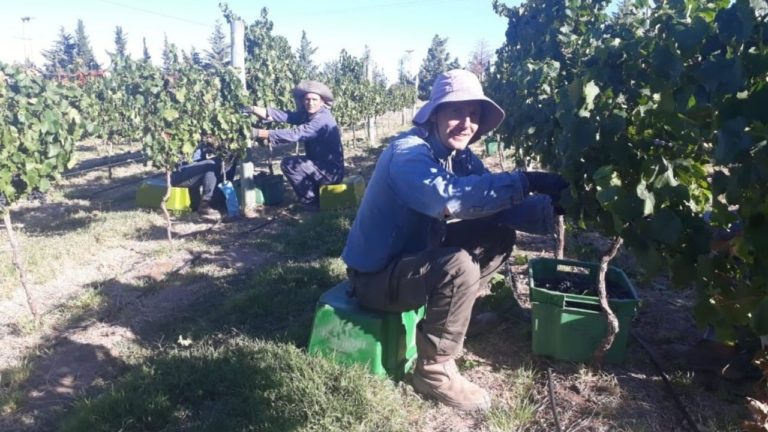 Diseño, plantación y manejo de viñedos en La Pampa: “una decisión política de ampliar la matriz productiva”