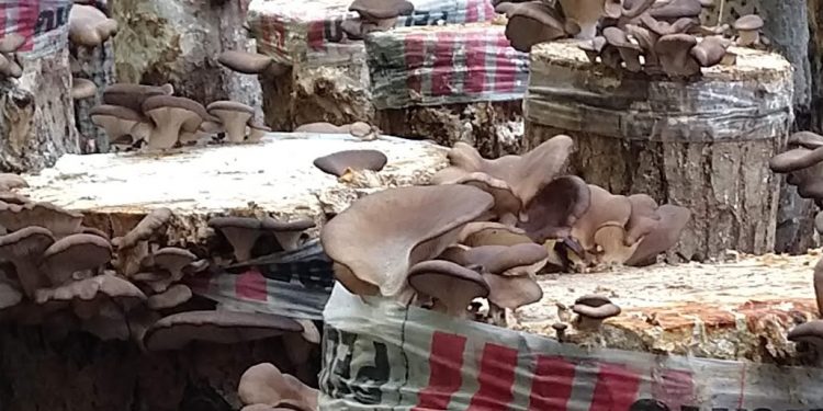 Realizarán curso sobre “Producción de Gírgolas en Troncos” en General Pico