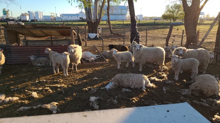 La Fundación “La Rosa” perdió un total de 20 ovejas que fueron asesinadas por perros de la zona: “Las pérdidas superan los $ 100.000 pesos, la bronca y la angustia es muy grande”