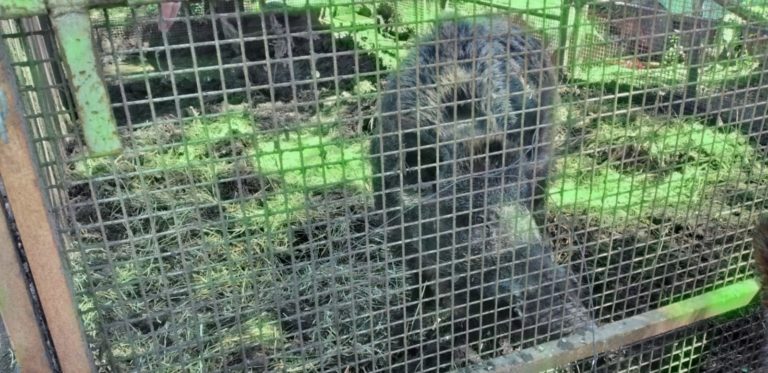 General Pico: La división de Seguridad Rural halló un chancho jabalí en cautiverio en una casa del barrio Federal