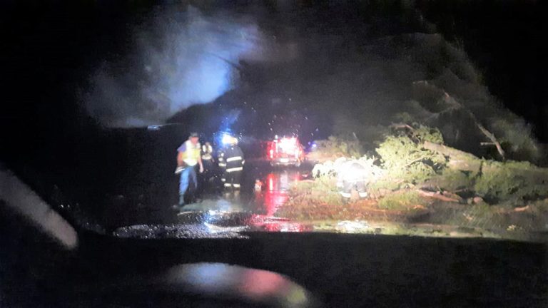 INTENSO TEMPORAL: La Policía junto a Bomberos despejaron la Ruta 188 cerca de Maisonnave tras la caída de grandes árboles