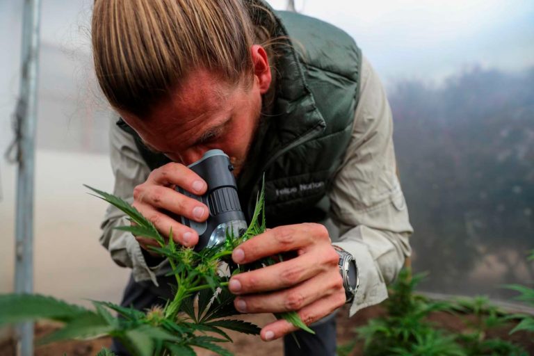 El cannabis medicinal podría reducir la ansiedad y la depresión