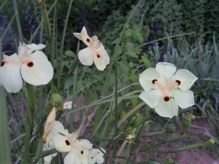 Para los amantes del Jardín: Hoy escribiré sobre “dietes”