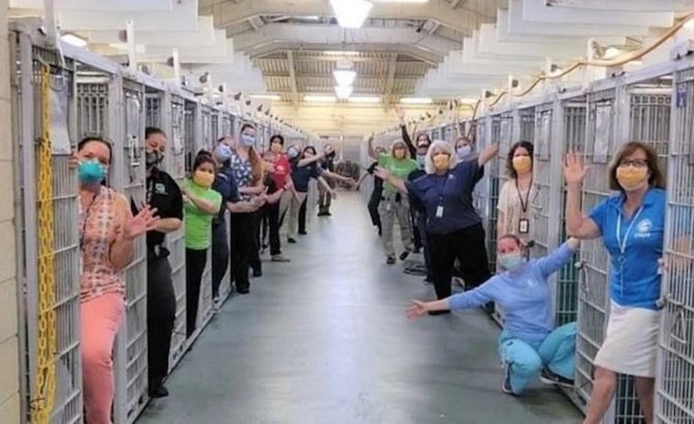 Trabajadores de un refugio animal en Estados Unidos celebran que todas las mascotas fueron adoptadas