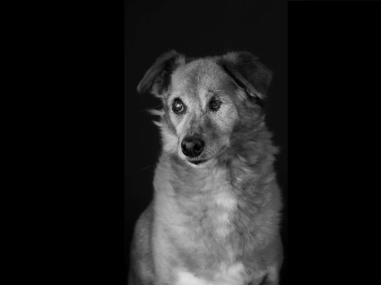“Miradas verdaderas”, el hermoso proyecto solidario de un fotógrafo que promueve la adopción de mascotas