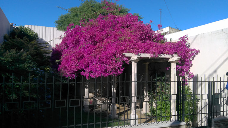 Para los amantes del Jardín: Hoy escribiré sobre Santa Rita
