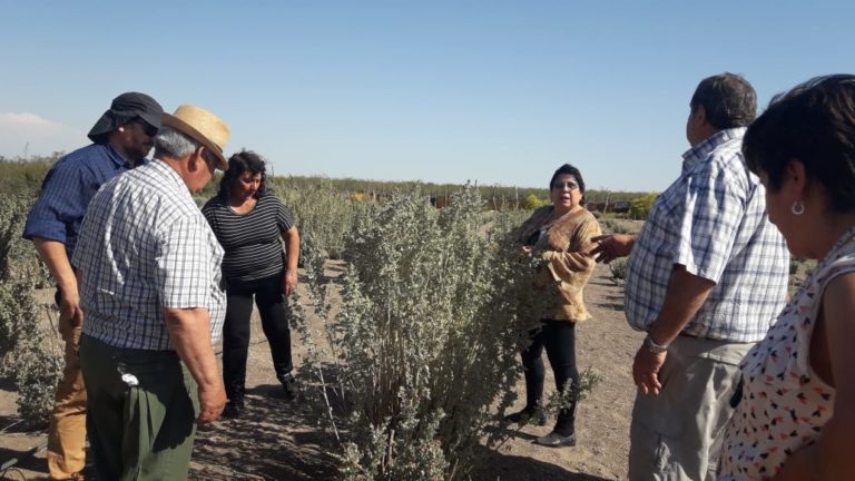 Se presentó Atriplex, una especie forrajera apta para el oeste pampeano