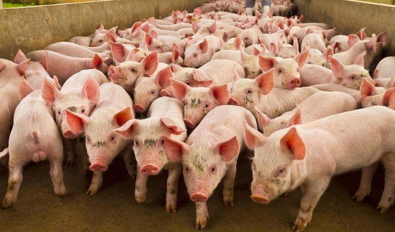 Brindan líneas de financiamiento para el sector porcino pampeano a tasa bonificada