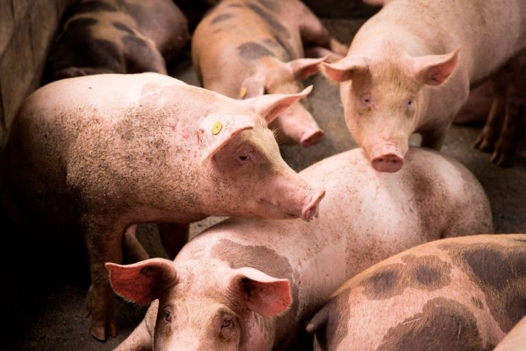 El Senasa declaró el alerta sanitaria en todo el país ante la amenaza de la Peste Porcina Africana