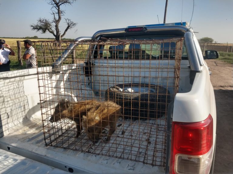 La Policía secuestró y liberó a cuatro jabalíes que estaban en cautiverio en Rancul