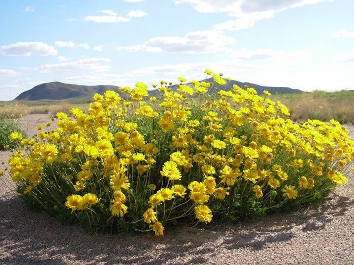 Hoy es el día de la “Margarita Pampeana”, la flor provincial