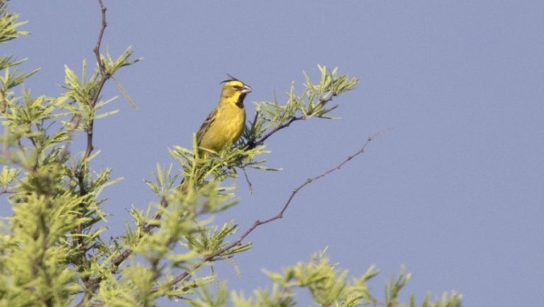 Evaluarán en La Pampa las poblaciones de cardenal amarillo