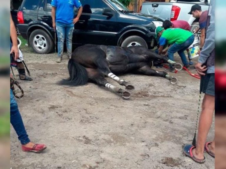 Mueren dos caballos tras una carrera en Córdoba e investigan las causas
