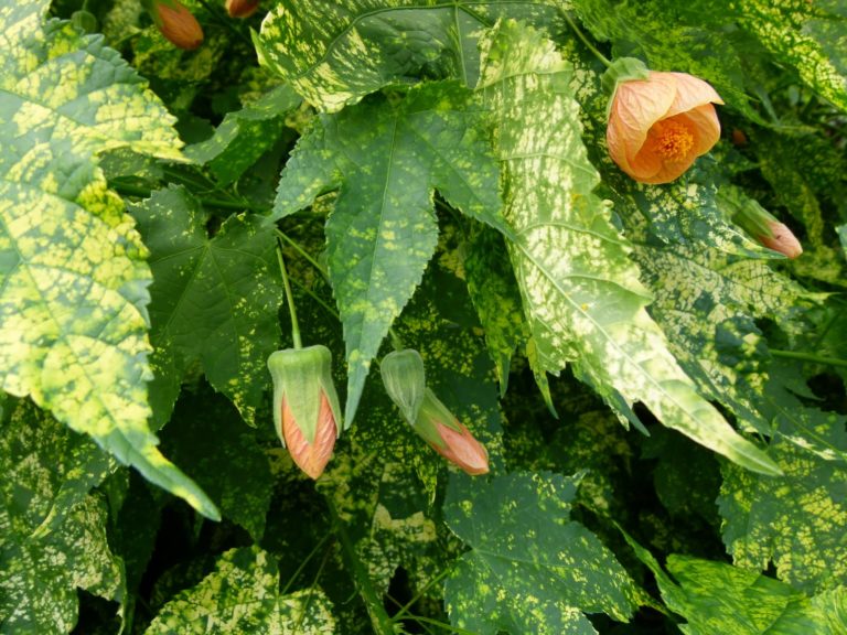 Para los amantes del jardín: Hoy hablaremos de FAROLITO JAPONÉS