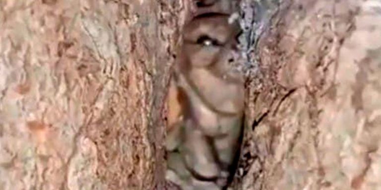 Un duende en el árbol: el video que grabaron en Córdoba y se hizo viral