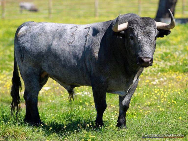 Un joven de 31 años fue topado por un toro en un campo cercano a Pico y tiene traumatismo de tórax
