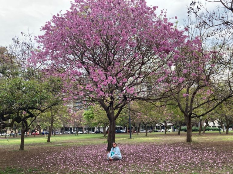 Para los amantes del jardín: Hoy escribiré sobre lapachos
