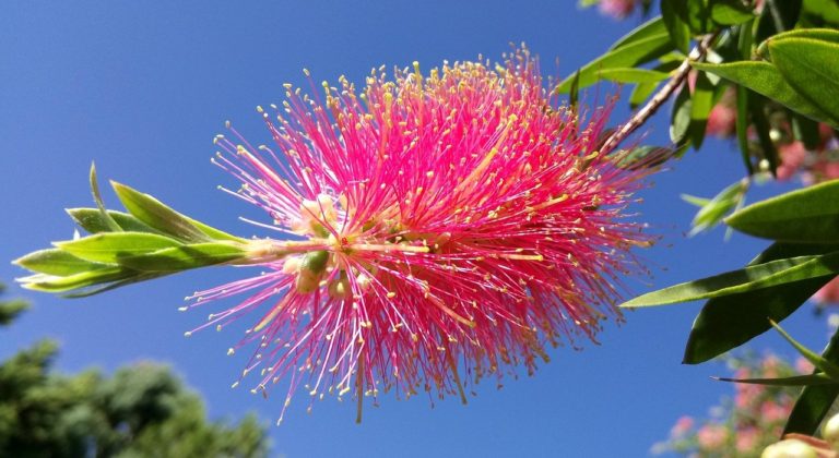 Para los amantes del Jardín: Hoy escribiré sobre “limpiatubos rosado”