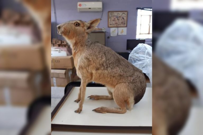 Muestra del Museo de Historia Natural por los 116 años de General Pico