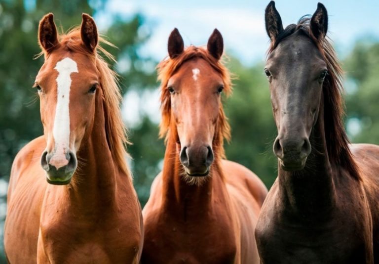 Continúa vigente la línea de créditos para productores del sector equino