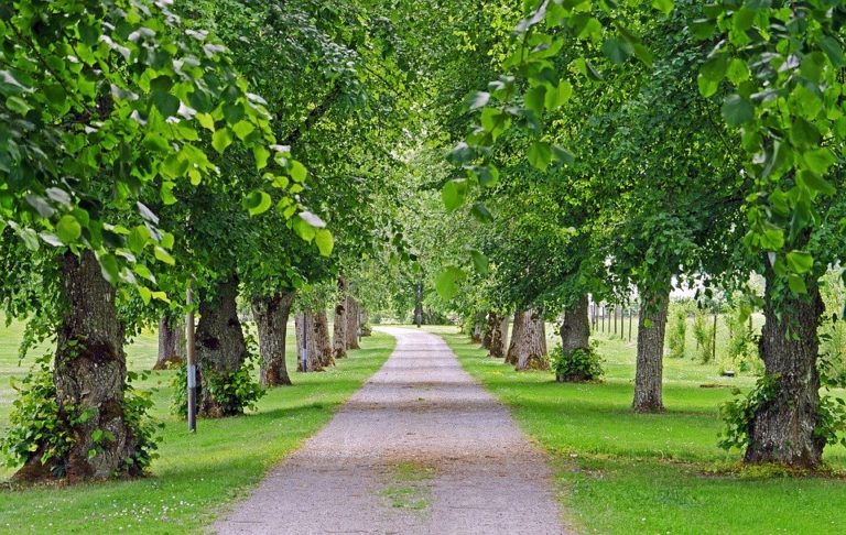 Para los amantes del Jardín: Hoy hablaré del TILO