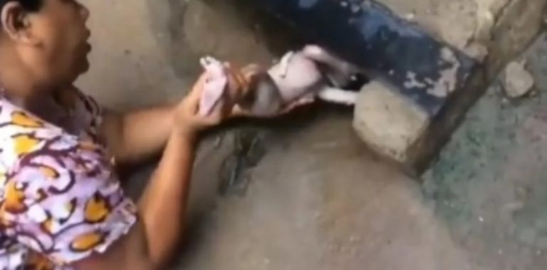 India: abandonaron a una recién nacida en una alcantarilla y los gatos callejeros alertaron a la gente